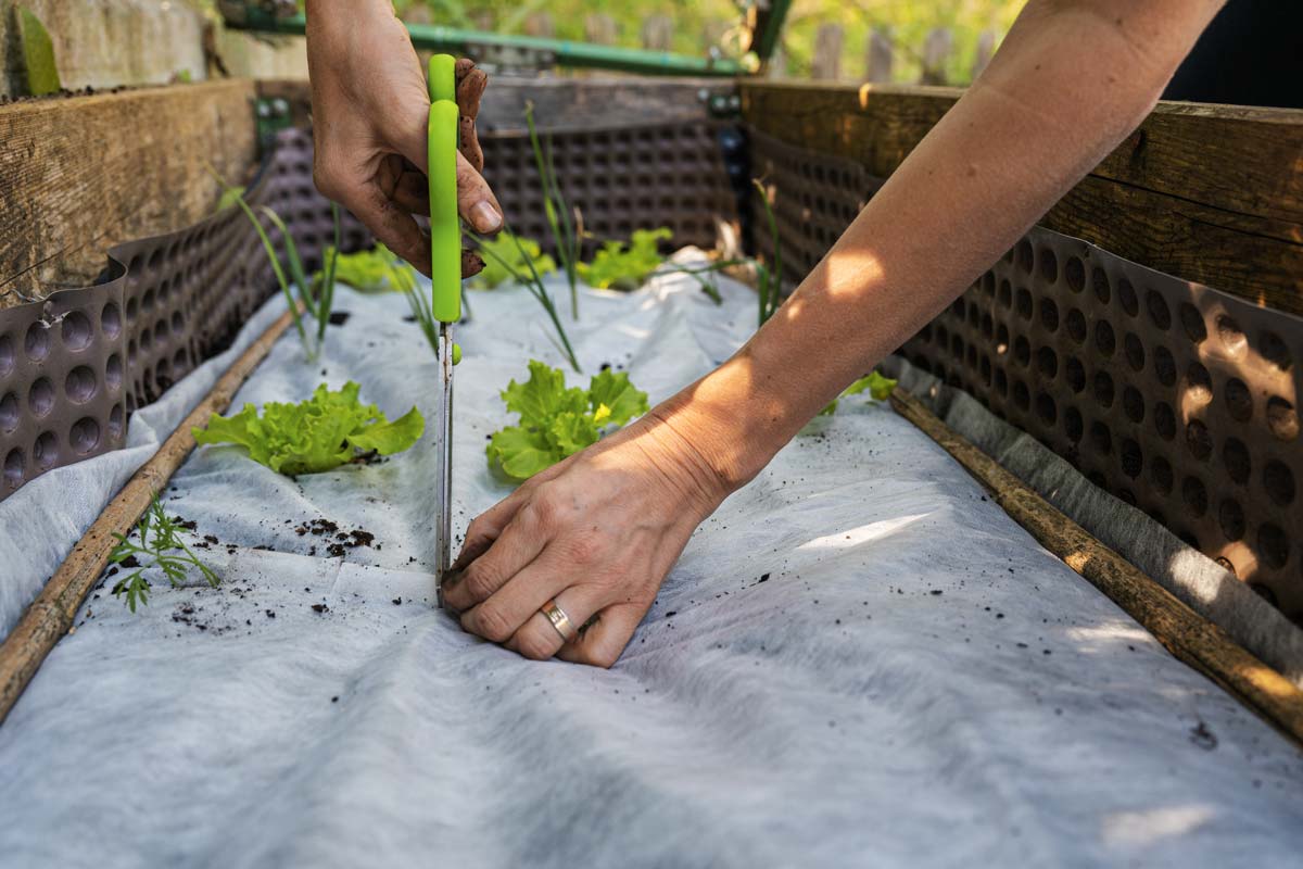 réussir son Potager en appartement