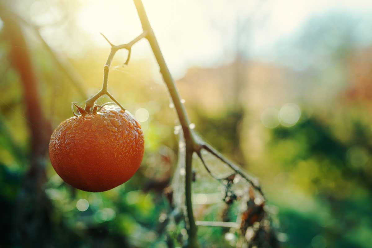 mon potager pour débutants