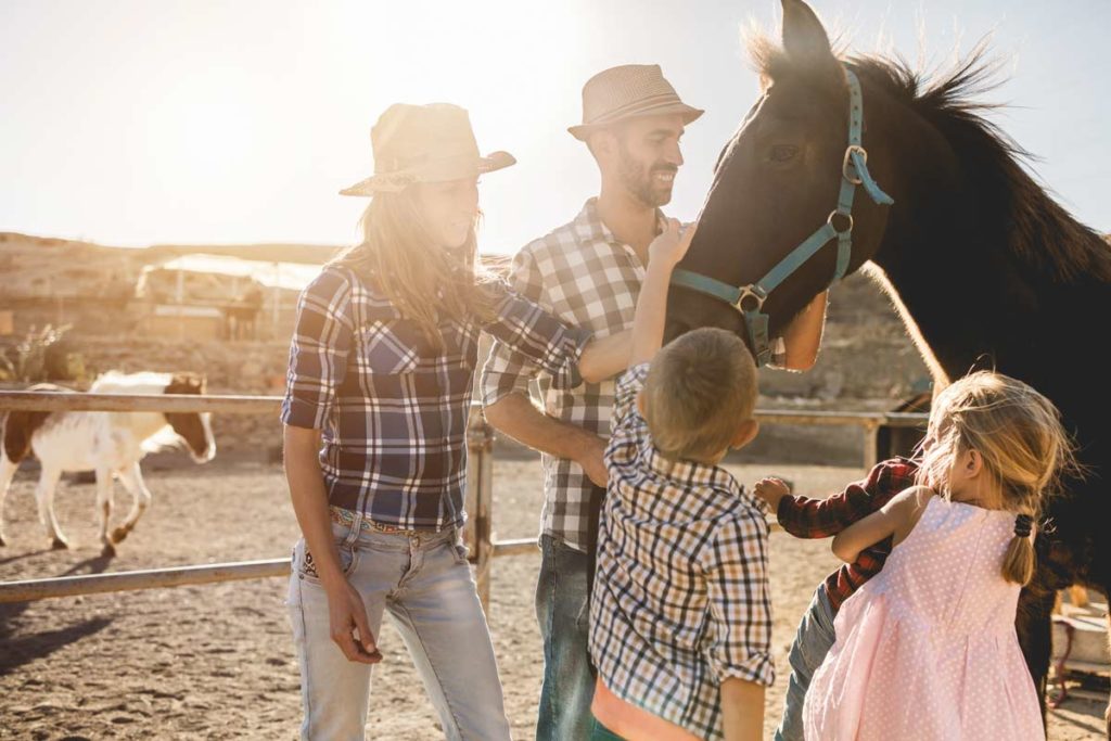 à la découverte des chevaux durant vos vacances