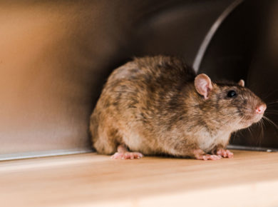 se débarrasser des souris quand on a des enfants
