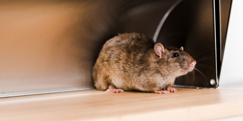 se débarrasser des souris quand on a des enfants