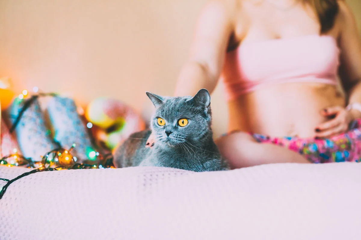 Grossesse et chat : comment vivre une grossesse tranquille et sans risque ?