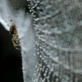 découvrez tout sur les phobies et les moyens de les surmonter. informations et conseils pour comprendre et traiter les phobies.