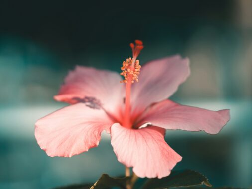 découvrez l'hibiscus, une magnifique plante aux fleurs éclatantes, appréciée pour sa beauté et ses multiples bienfaits.
